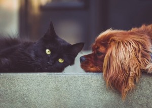 Ученые определили, кто умнее — кошки или собаки
