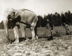 slon-pashet-zemlyu-1910-god