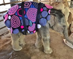 В Мьянме на слонят надели одеяла, чтобы спасти от внезапных холодов