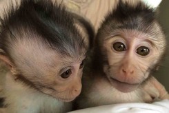 Китайские ученые успешно клонировали обезьяну 