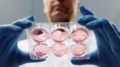 Британские ученые впервые вырастили человеческую яйцеклетку в лаборатории