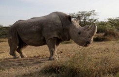 Умер последний самец северного белого носорога. В мире остались только две самки.