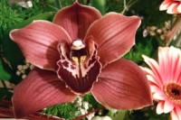 dikaya-orhideya-cvety_(1222)