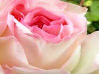 roza-rozova