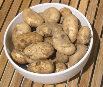 jersey_royal_potatoes