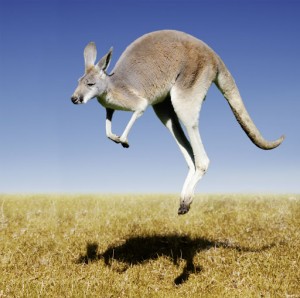 pro-zveryushku-kengurushku