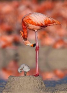 flamingo-ditya-i-mats