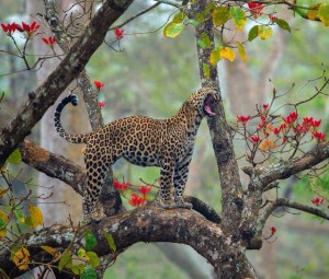 gepard-leopard