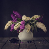 beautiful-lilacs-in-a-still-life-photos-11