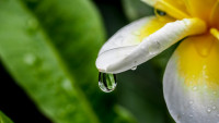 beautiful-pictures-with-dew-drops-03