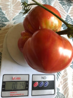 pomidor-gigant--2022-08-07