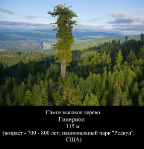 Самое высокое дерево