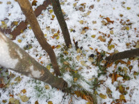 9.10.76  фото  Первый снег !