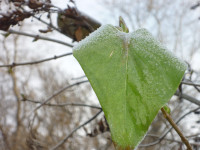 skazochnyie--obrazyi-v-muzyike-nikolaya--rimskogo---korsakova--foto