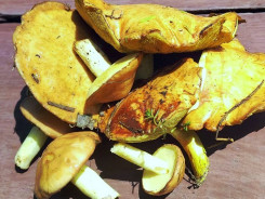 photo_2025-07-06_09-15-07