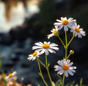 screenshot_20250717_102226_chrome