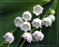 09314c9ddea4eb1fcae733caa9d5d3e1