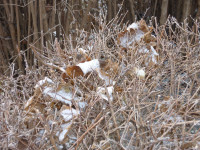 muzyika--antonio--vivaldi--foto