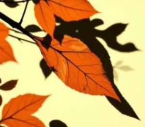 screenshot_20260303_085658_my-files