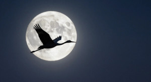 screenshot_20260319_082044_gallery