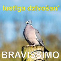 bravissimo---liepas-satumst