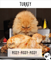 4_turki_ispolzuyut_dlya_etogo_«pisi-pisi»