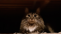 jackie