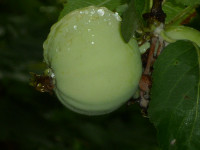 estradnyie--pesyi--foto