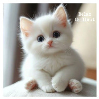 kotenok---kotenok