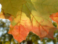 фото