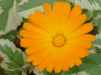 фото